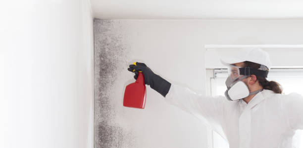 Trusted Hamburg, PA Mold Remediation Experts